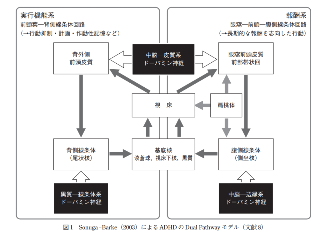 実行機能系と報酬系の図解（引用）